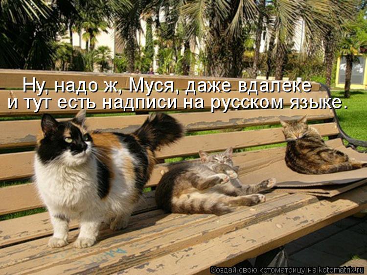 и тут есть надписи на русском языке. Ну, надо ж, Муся, даже вдалеке... Котоматрица: и тут есть надписи на русском языке. Ну, надо ж, Муся, даже вдалеке