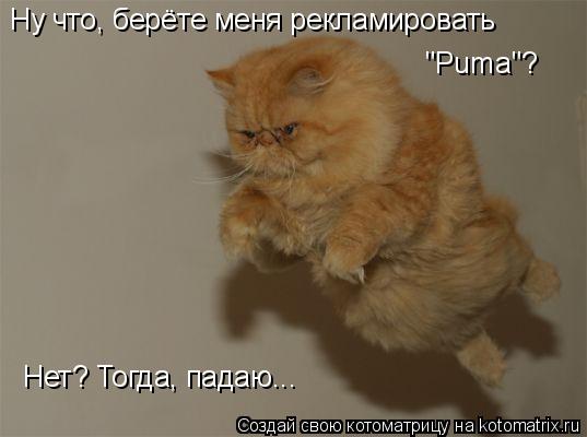 Ну что, берёте меня рекламировать "Puma"? Нет? Тогда, падаю...... Котоматрица: Ну что, берёте меня рекламировать "Puma"? Нет? Тогда, падаю...