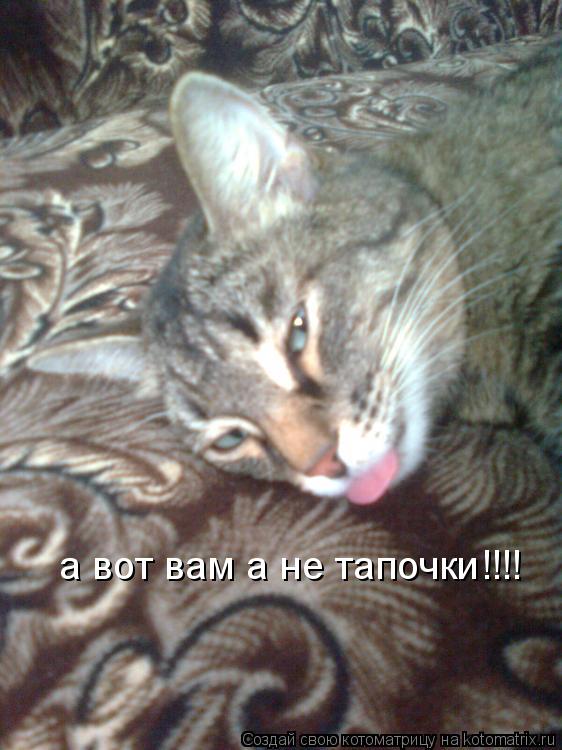 а вот вам а не тапочки!!!!... Котоматрица: а вот вам а не тапочки!!!!
