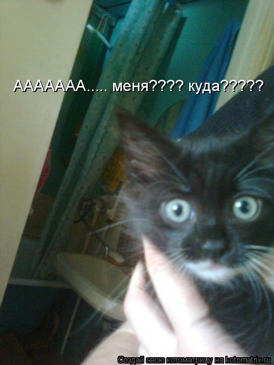 ААААААА..... меня???? куда?????... Котоматрица: ААААААА..... меня???? куда?????