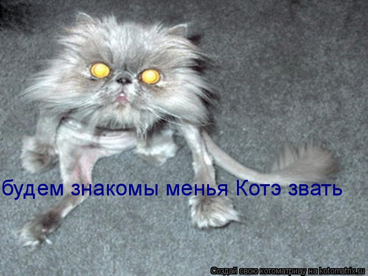 будем знакомы менья Котэ звать... Котоматрица: будем знакомы менья Котэ звать