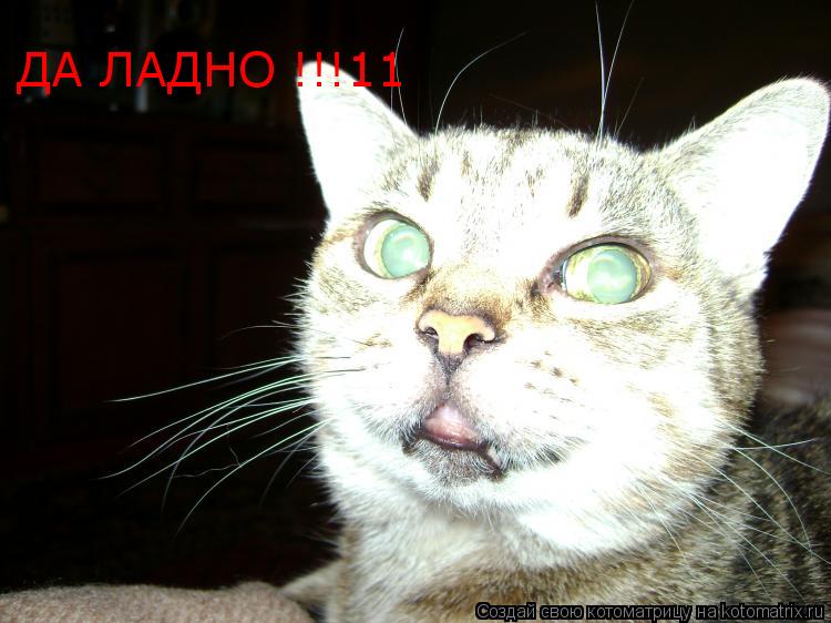 ДА ЛАДНО !!!11... Котоматрица: ДА ЛАДНО !!!11