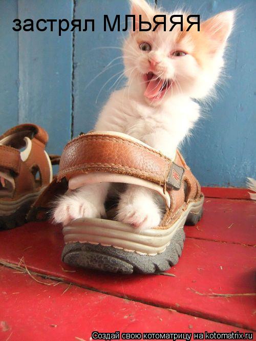 застрял МЛЬЯЯЯ... Котоматрица: застрял МЛЬЯЯЯ