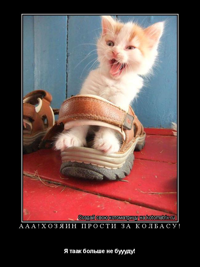 Котоматрица: ААА!Хозяин прости за колбасу! Я таак больше не буууду!