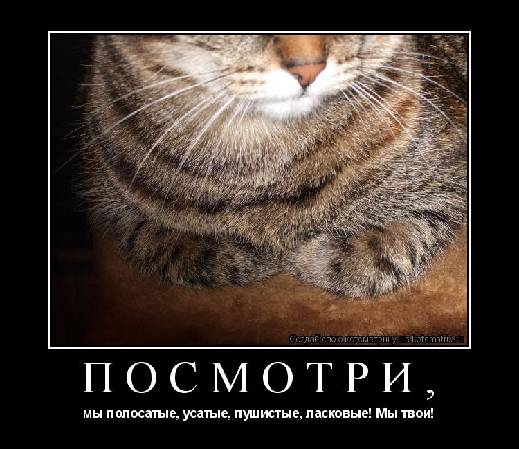 Посмотри, мы полосатые, усатые, пушистые, ласковые! Мы твои!... Котоматрица: Посмотри, мы полосатые, усатые, пушистые, ласковые! Мы твои!