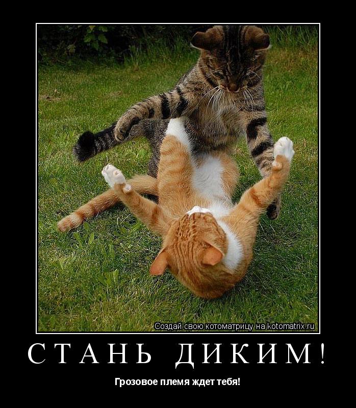 Котоматрица: Стань диким! Грозовое племя ждет тебя!