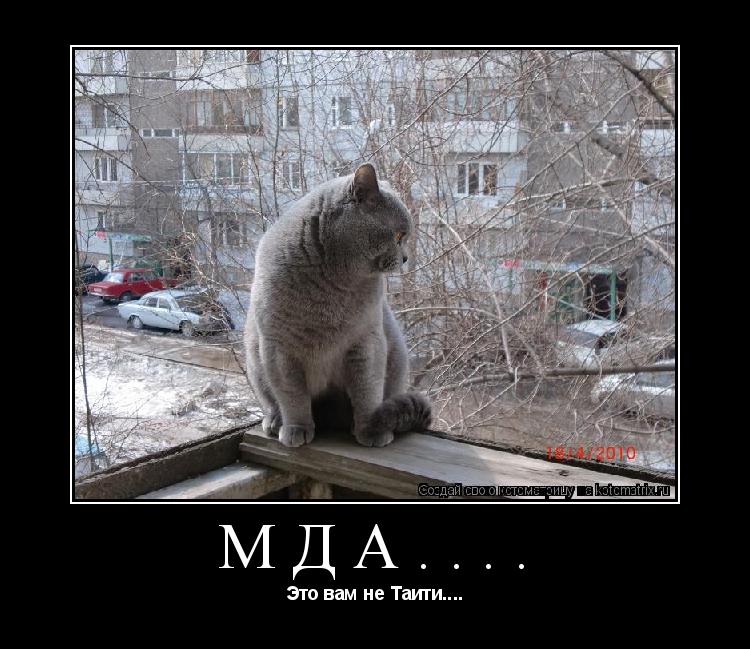 Котоматрица: мда.... Это вам не Таити....