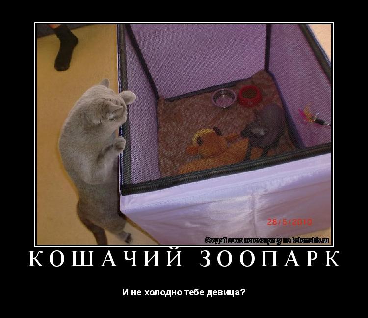 Котоматрица: кошачий зоопарк И не холодно тебе девица?