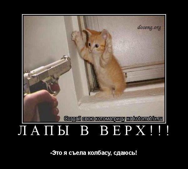 Лапы в верх!!! -Это я съела колбасу, сдаюсь!... Котоматрица: Лапы в верх!!! -Это я съела колбасу, сдаюсь!