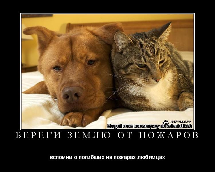 Котоматрица: Береги землю от пожаров вспомни о погибших на пожарах любимцах