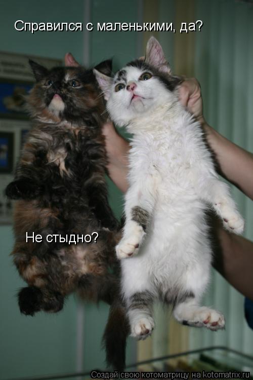Справился с маленькими, да? Не стыдно?... Котоматрица: Справился с маленькими, да? Не стыдно?