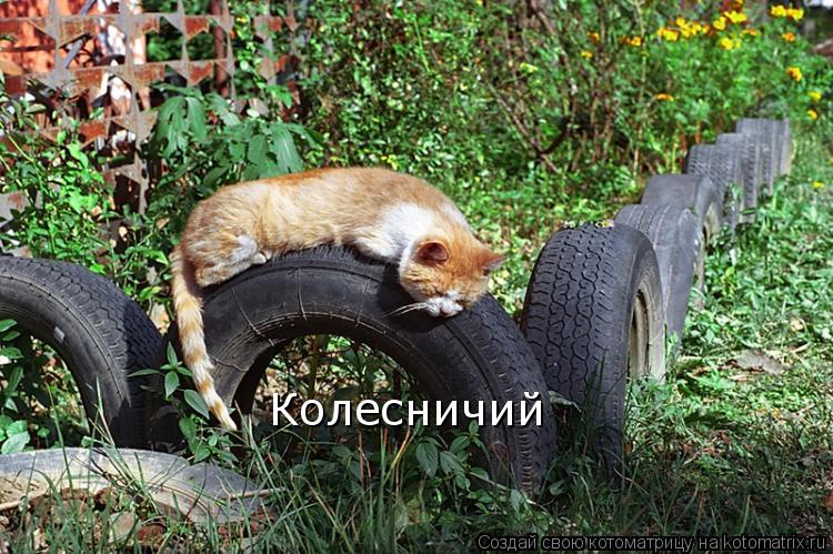 Колесничий... Котоматрица: Колесничий
