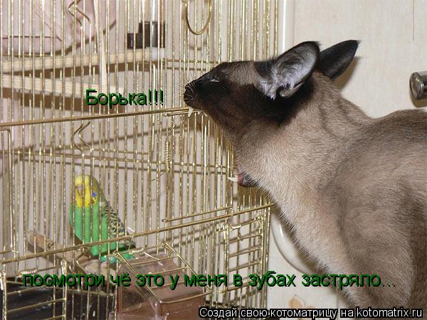 Борька!!! посмотри чё это у меня в зубах застряло... посмотри чё это у меня в зубах застряло...... Котоматрица: Борька!!! посмотри чё это у меня в зубах застряло... посмотри чё это у меня в зубах застряло...