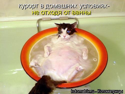 курорт в домашних условиях- не отходя от ванны... Котоматрица: курорт в домашних условиях- не отходя от ванны