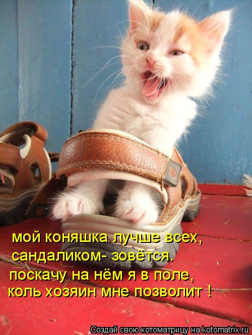 мой коняшка лучше всех, сандаликом- зовётся. поскачу на нём я в поле, коль хозяин мне позволит !... Котоматрица: мой коняшка лучше всех, сандаликом- зовётся. поскачу на нём я в поле, коль хозяин мне позволит !