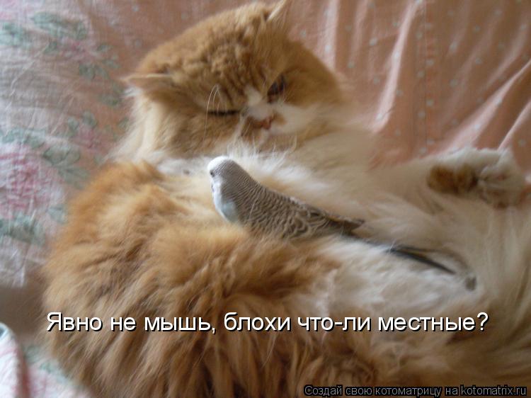 Явно не мышь, блохи что-ли местные?... Котоматрица: Явно не мышь, блохи что-ли местные?