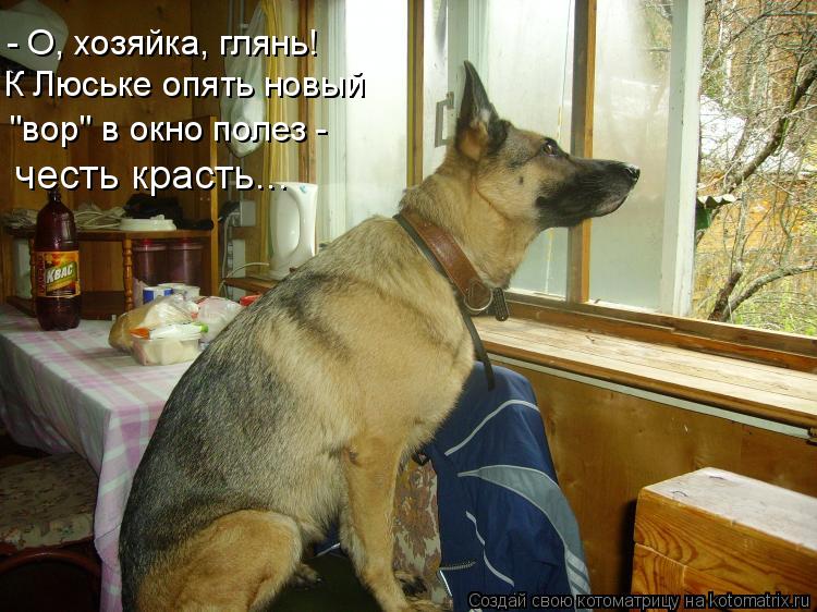 Котоматрица: - О, хозяйка, глянь! К Люське опять новый "вор" в окно полез - честь красть...