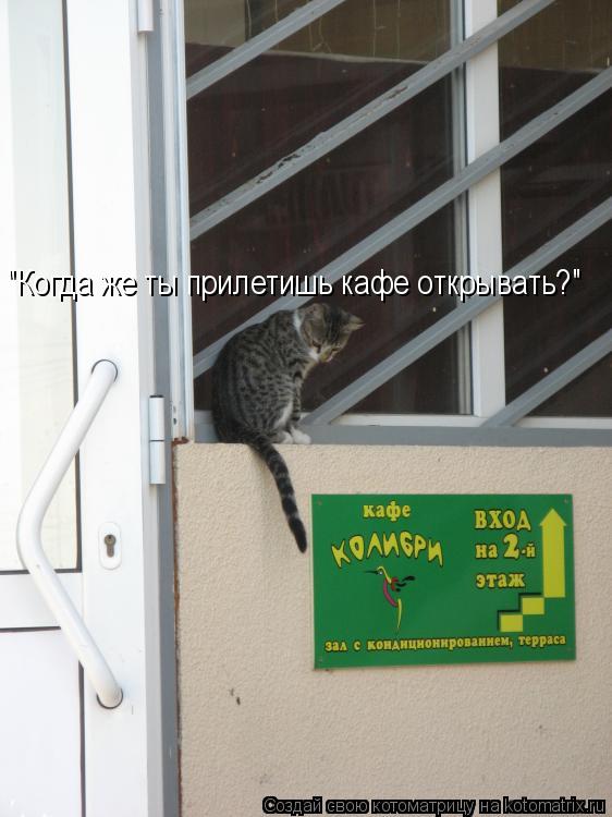 "Когда же ты прилетишь кафе открывать?"... Котоматрица: "Когда же ты прилетишь кафе открывать?"