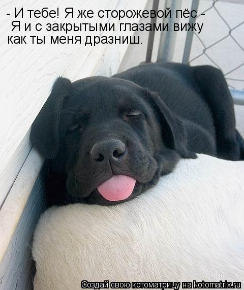 - И тебе! Я же сторожевой пёс - Я и с закрытыми глазами вижу как ты меня дразниш.... Котоматрица: - И тебе! Я же сторожевой пёс - Я и с закрытыми глазами вижу как ты меня дразниш.