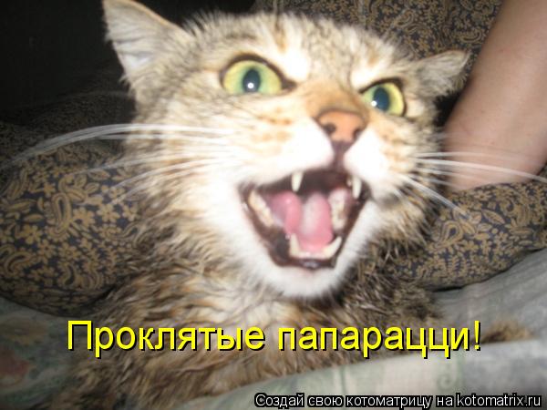 Проклятые папарацци!... Котоматрица: Проклятые папарацци!
