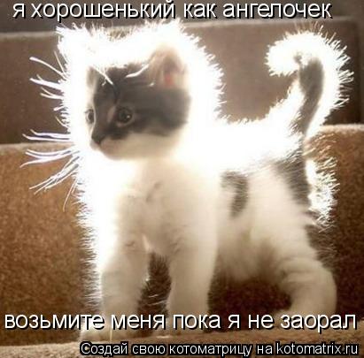 я хорошенький как ангелочек возьмите меня пока я не заорал... Котоматрица: я хорошенький как ангелочек возьмите меня пока я не заорал