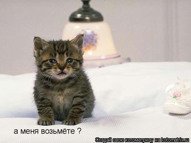 а меня возьмёте ?... Котоматрица: а меня возьмёте ?