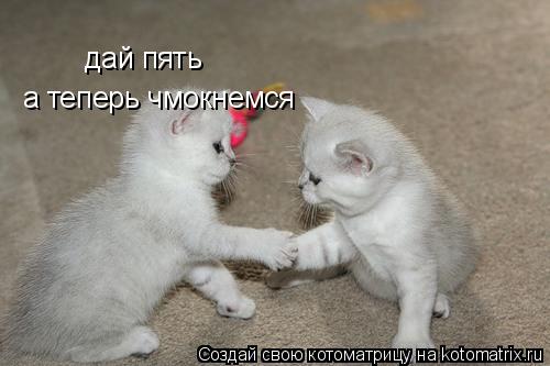 дай пять а теперь чмокнемся... Котоматрица: дай пять а теперь чмокнемся