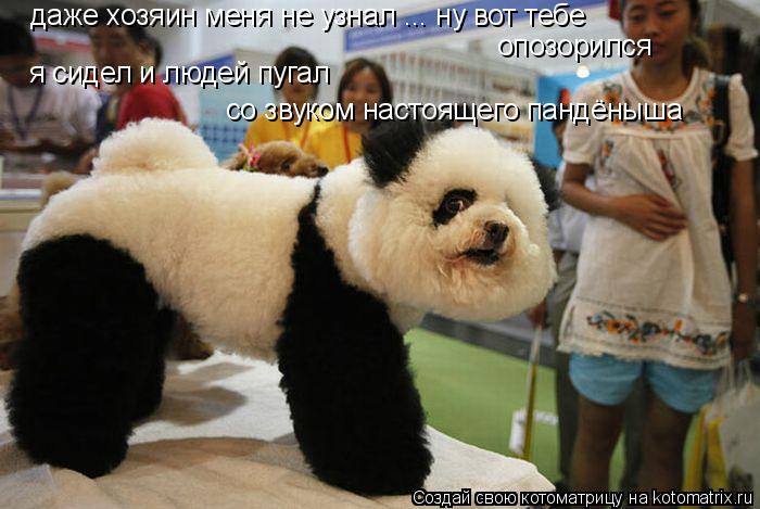 даже хозяин меня не узнал ... ну вот тебе я сидел и людей пугал со звуком настоящего пандёныша опозо... Котоматрица: даже хозяин меня не узнал ... ну вот тебе я сидел и людей пугал со звуком настоящего пандёныша опозорился