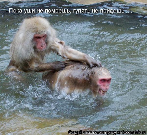 - Пока уши не помоешь, гулять не пойдешь........ Котоматрица: - Пока уши не помоешь, гулять не пойдешь.....