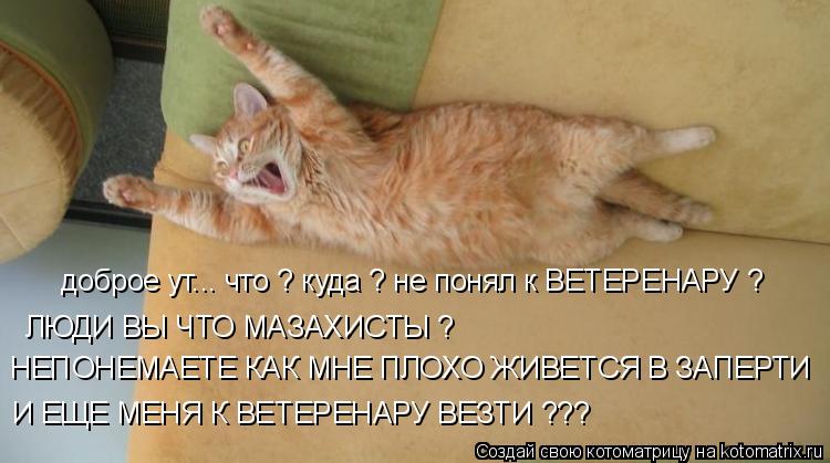 доброе ут... что ? куда ? не понял к ВЕТЕРЕНАРУ ? ЛЮДИ ВЫ ЧТО МАЗАХИСТЫ ? НЕПОНЕМАЕТЕ КАК МНЕ ПЛОХО... Котоматрица: доброе ут... что ? куда ? не понял к ВЕТЕРЕНАРУ ? ЛЮДИ ВЫ ЧТО МАЗАХИСТЫ ? НЕПОНЕМАЕТЕ КАК МНЕ ПЛОХО ЖИВЕТСЯ В ЗАПЕРТИ И ЕЩЕ МЕНЯ К ВЕТЕРЕНАРУ В