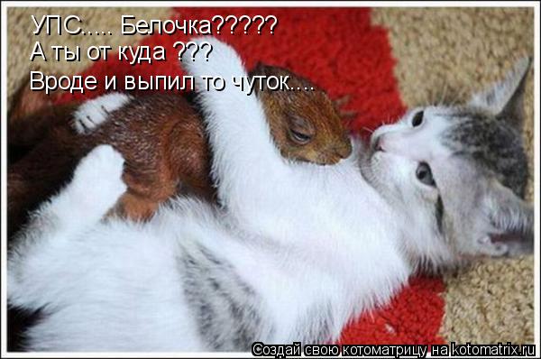 Котоматрица: УПС..... Белочка????? А ты от куда ??? Вроде и выпил то чуток....