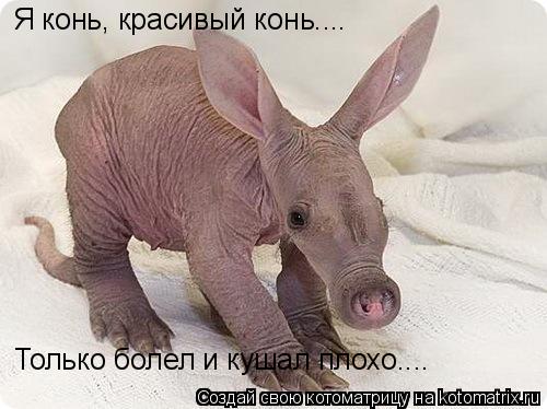Котоматрица: Я конь, красивый конь.... Только болел и кушал плохо....