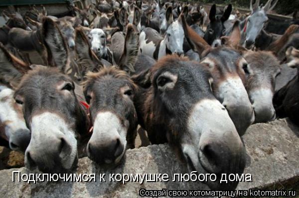 Котоматрица: Подключимся к кормушке любого дома