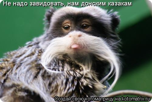 Котоматрица: Не надо завидовать, нам донским казакам