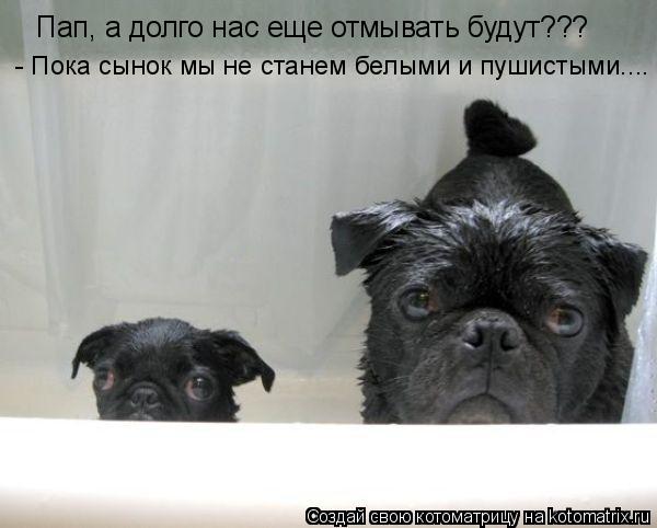 Котоматрица: Пап, а долго нас еще отмывать будут??? - Пока сынок мы не станем белыми и пушистыми....