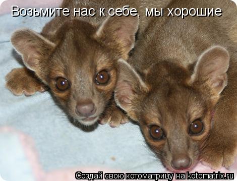 Котоматрица: Возьмите нас к себе, мы хорошие