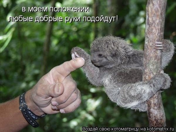 Котоматрица: в моем положении  любые добрые руки подойдут!