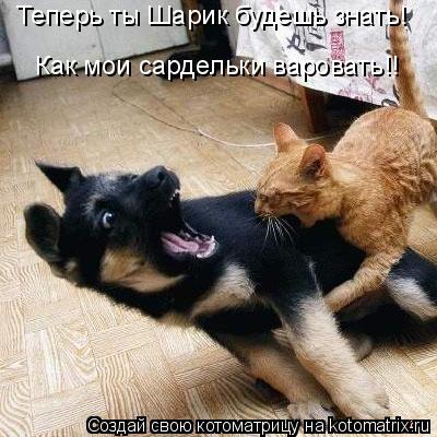 Котоматрица: Теперь ты Шарик будешь знать! Как мои сардельки варовать!!