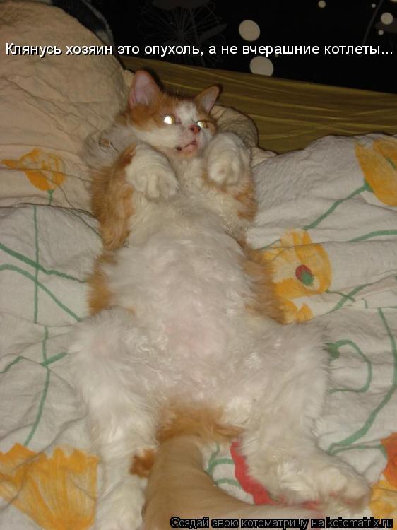 Котоматрица: Клянусь хозяин это опухоль, а не вчерашние котлеты...