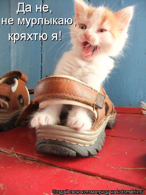 Да не, не мурлыкаю, кряхтю я!... Котоматрица: Да не, не мурлыкаю, кряхтю я!