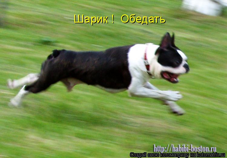Шарик ! Обедать... Котоматрица: Шарик ! Обедать