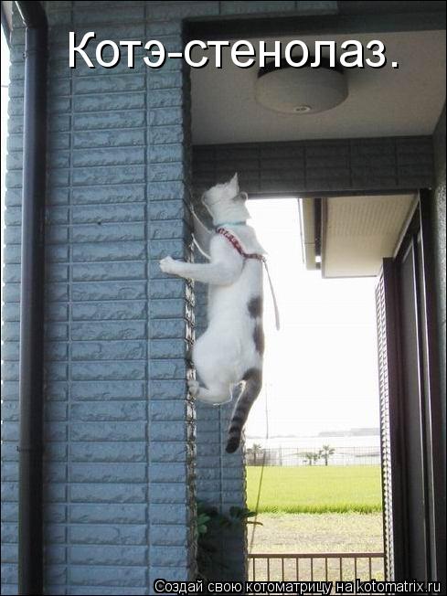 Котэ-стенолаз.... Котоматрица: Котэ-стенолаз.