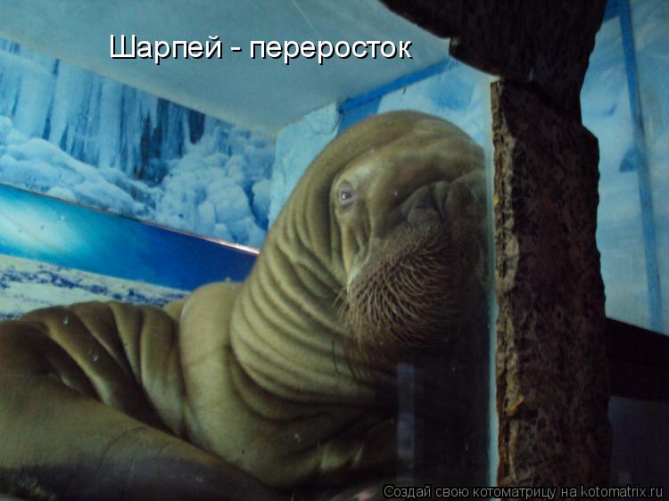 Шарпей - переросток... Котоматрица: Шарпей - переросток