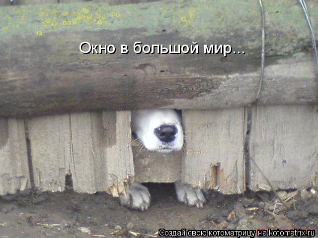Окно в большой мир...... Котоматрица: Окно в большой мир...