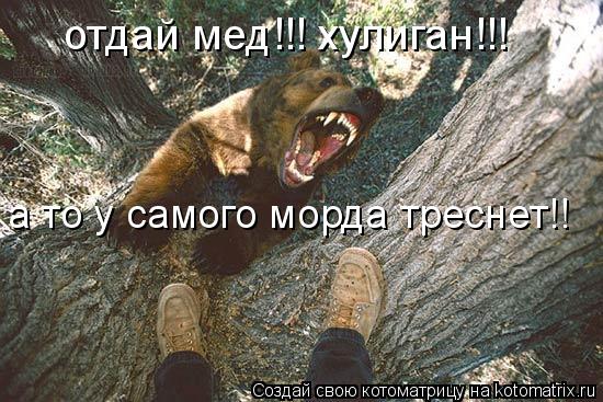 отдай мед!!! хулиган!!! а то у самого морда треснет!!... Котоматрица: отдай мед!!! хулиган!!! а то у самого морда треснет!!
