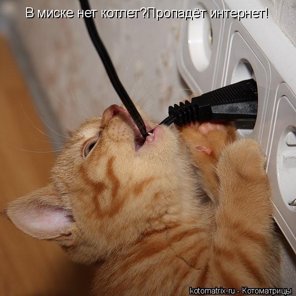 В миске нет котлет?Пропадёт интернет!... Котоматрица: В миске нет котлет?Пропадёт интернет!