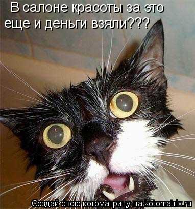 В салоне красоты за это еще и деньги взяли???... Котоматрица: В салоне красоты за это еще и деньги взяли???