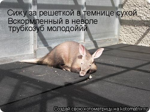 Сижу за решеткой в темнице сухой Вскормленный в неволе трубкозуб молодоййй... Котоматрица: Сижу за решеткой в темнице сухой Вскормленный в неволе трубкозуб молодоййй