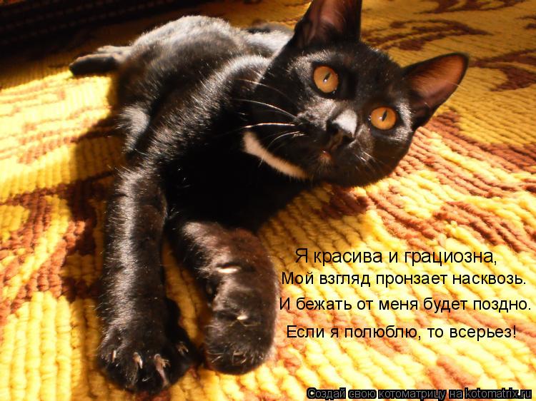 Я красива и грациозна, Мой взгляд пронзает насквозь. И бежать от меня будет поздно. Если я полюблю, т... Котоматрица: Я красива и грациозна, Мой взгляд пронзает насквозь. И бежать от меня будет поздно. Если я полюблю, то всерьез!