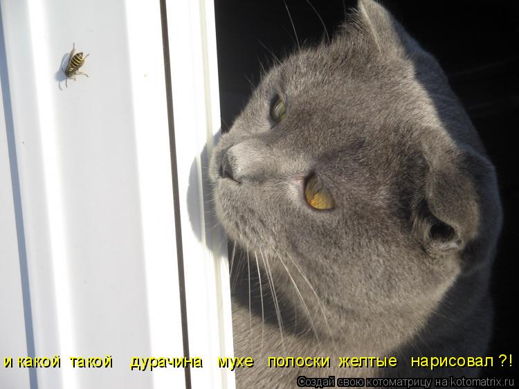 и какой такой дурачина мухе полоски желтые нарисовал ?!... Котоматрица: и какой такой дурачина мухе полоски желтые нарисовал ?!